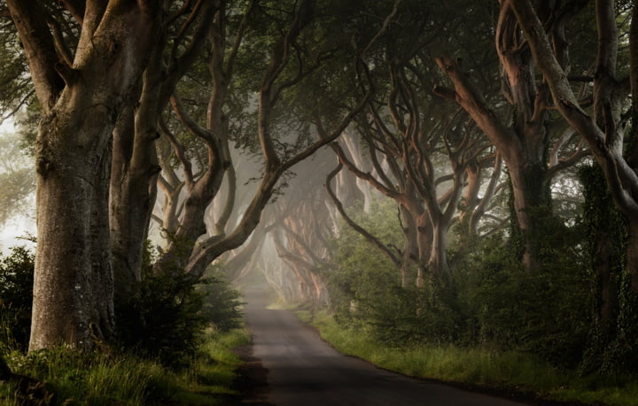 Dark Hedges – Drehort von Game of Thrones