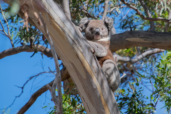 Tipp: Fernglas oder eine Kamera mit Zoom