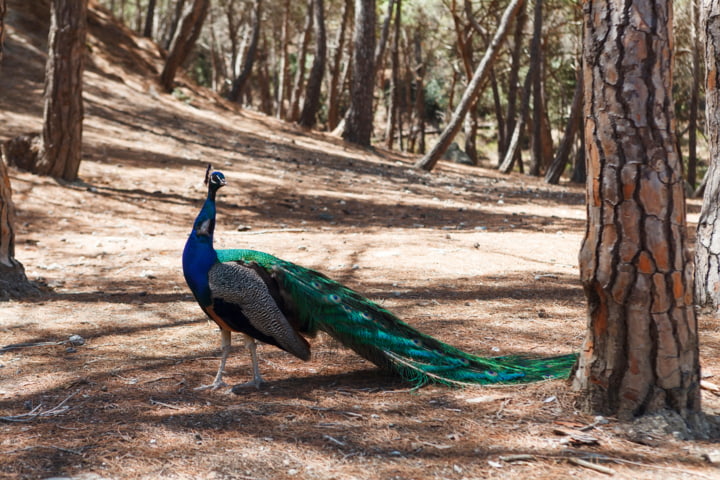 Pfau im Plaka-Forest