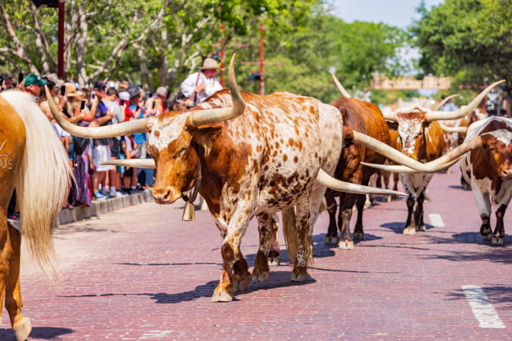 Longhorn Rinder beim Viehtrift