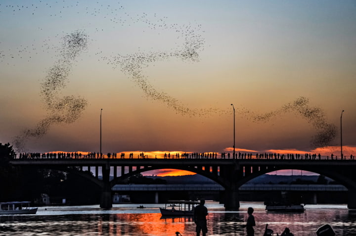 Fledermäuse bei Sonnenuntergang