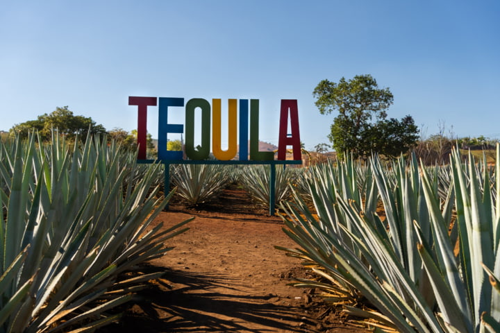 Agavenfeld in der Stadt Tequila