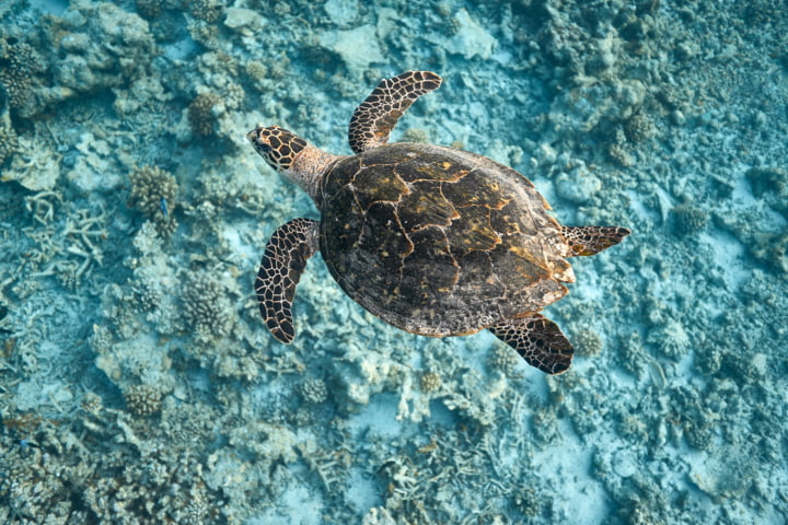 Caretta-Caretta-Schildkröte in Argostoli