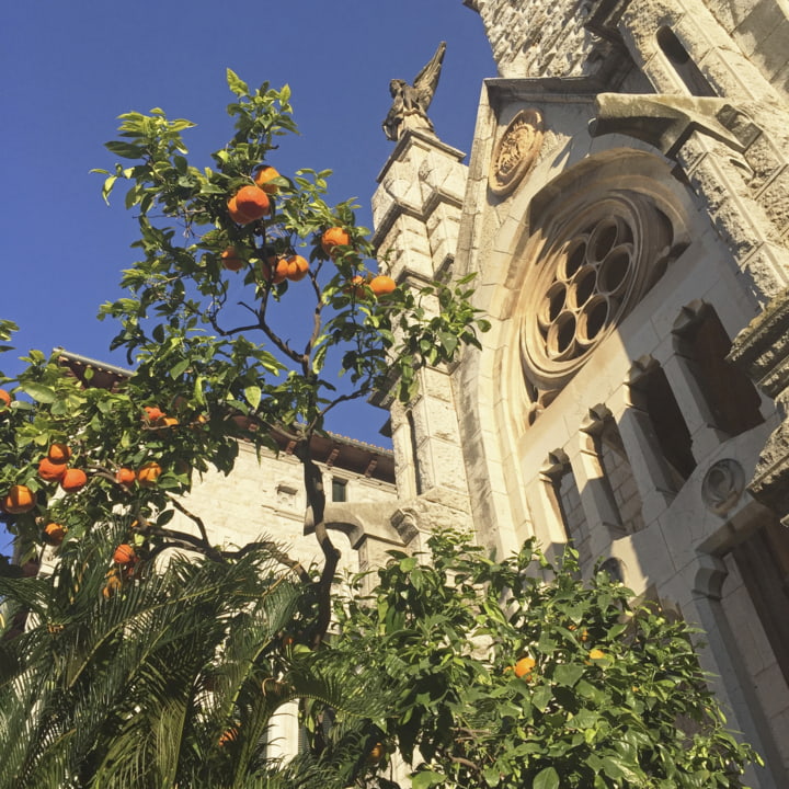 Orangenbaum in Soller